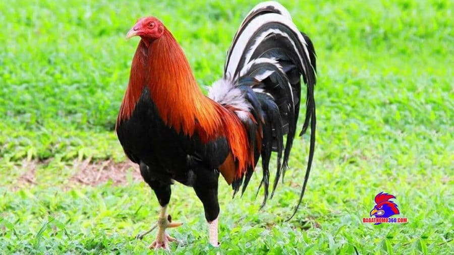 Những giống gà chọi Cuban phổ biến hiện nay - Dòng Kelso Cuban