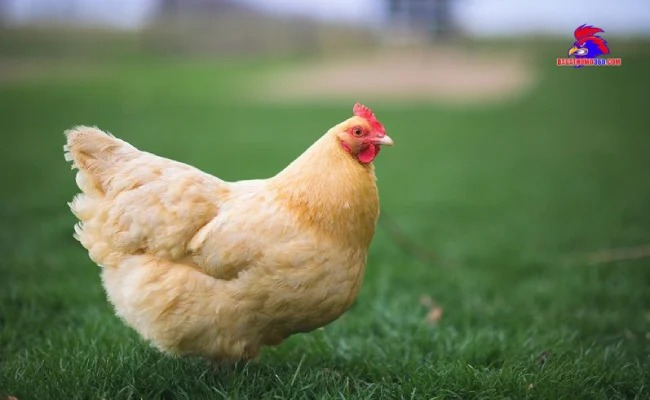 Khả năng cung cấp trứng và cấp thịt của gà Orpington