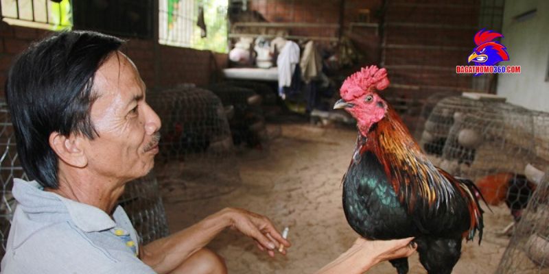Trại gà của chú Nguyễn Văn Bảy - Nhị Mỹ Cao Lãnh