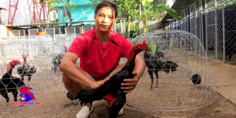 Trại gà Văn Phong - Bắc Giang