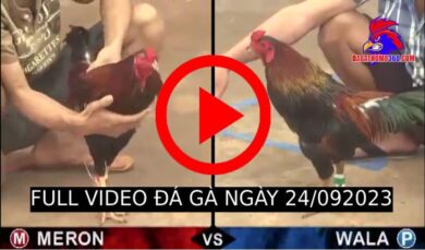 [LIVE] Video Đá Gà Hôm Nay (24/09/2023)