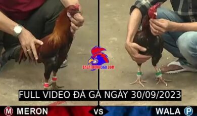 [LIVE] Video Đá Gà Hôm Nay (30/09/2023)